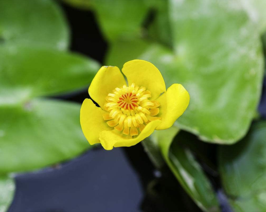在养殖萍逢草的时候,要多注意以下几点,可以开出饱满的花朵