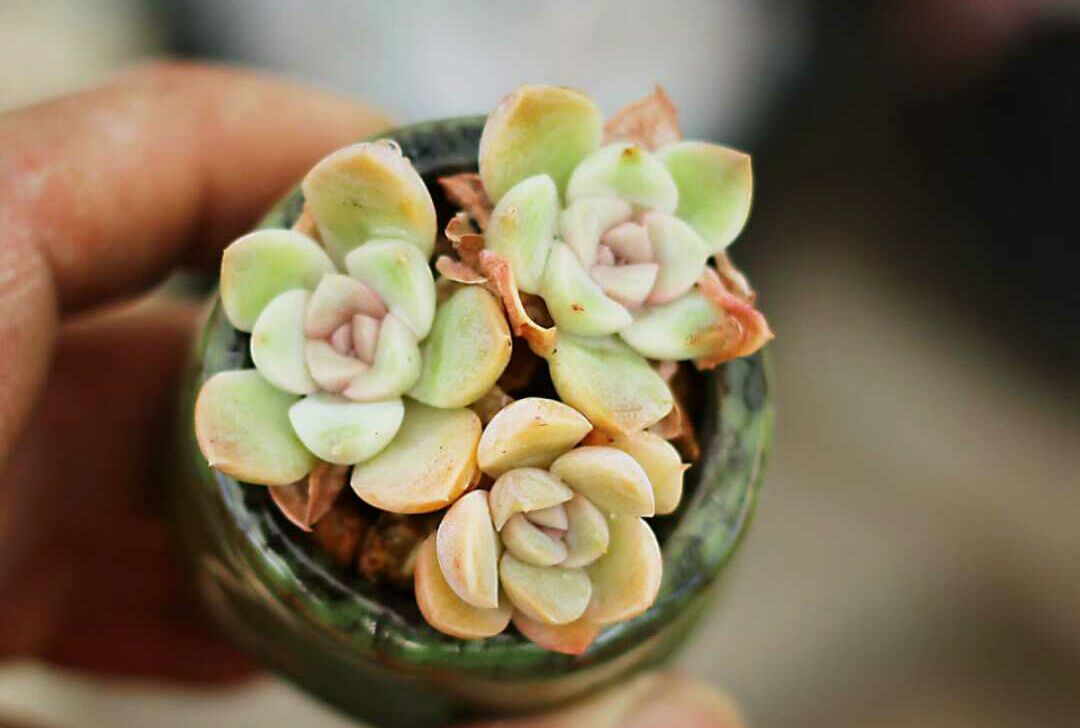 这种多肉叫辛普森,名字不好记,很多人都认识但不知道名字