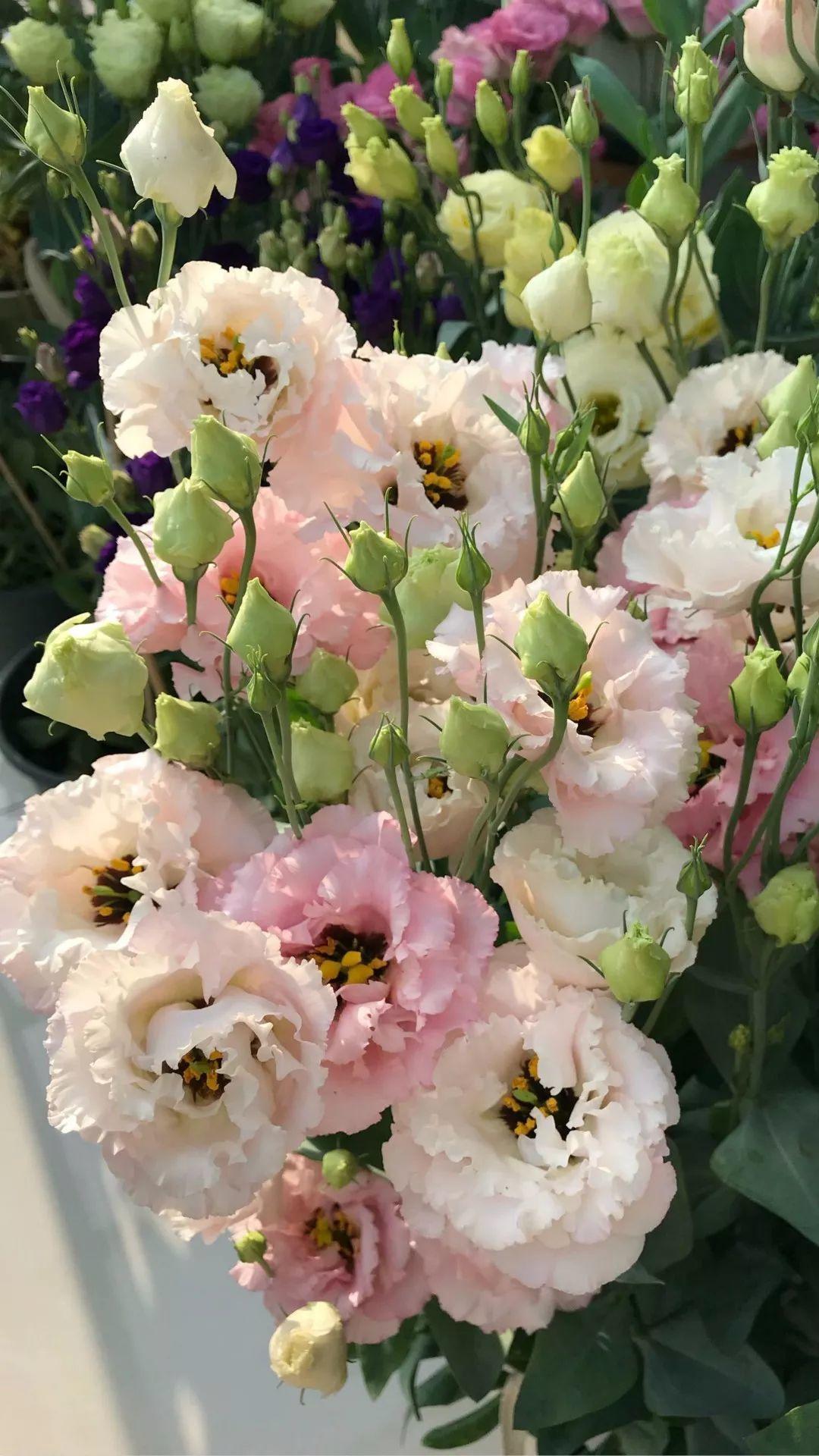 这88种花的美图,送你当壁纸,一天一张不嫌烦!