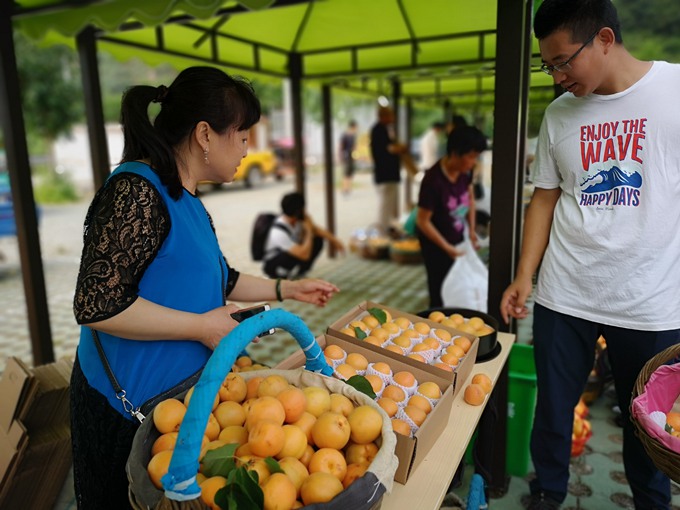 有口福了!北京平谷北寨红杏进入采摘期,市民足不出户就能购买
