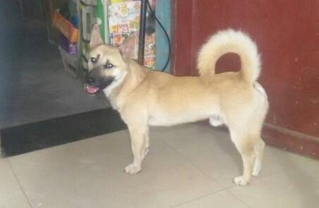 助家族兴旺,家宅康宁的极品土狗,如今已频临灭绝