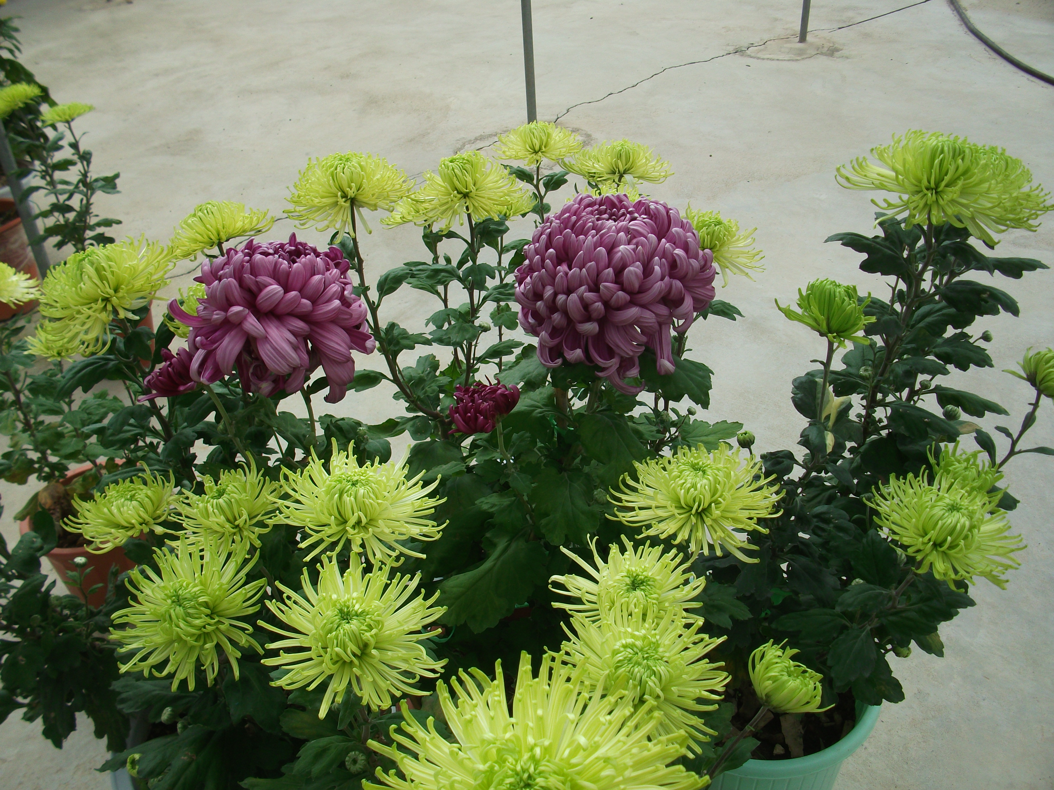 独本菊的冬藏,春种,夏定,秋养