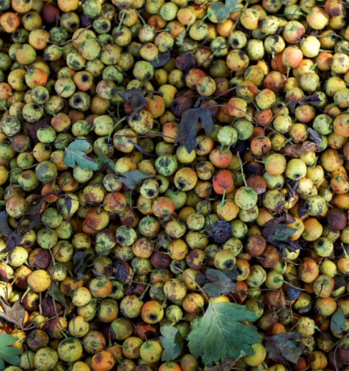 野山楂,又名浮萍果,大红子,红果子,南山楂,酸里红子等.