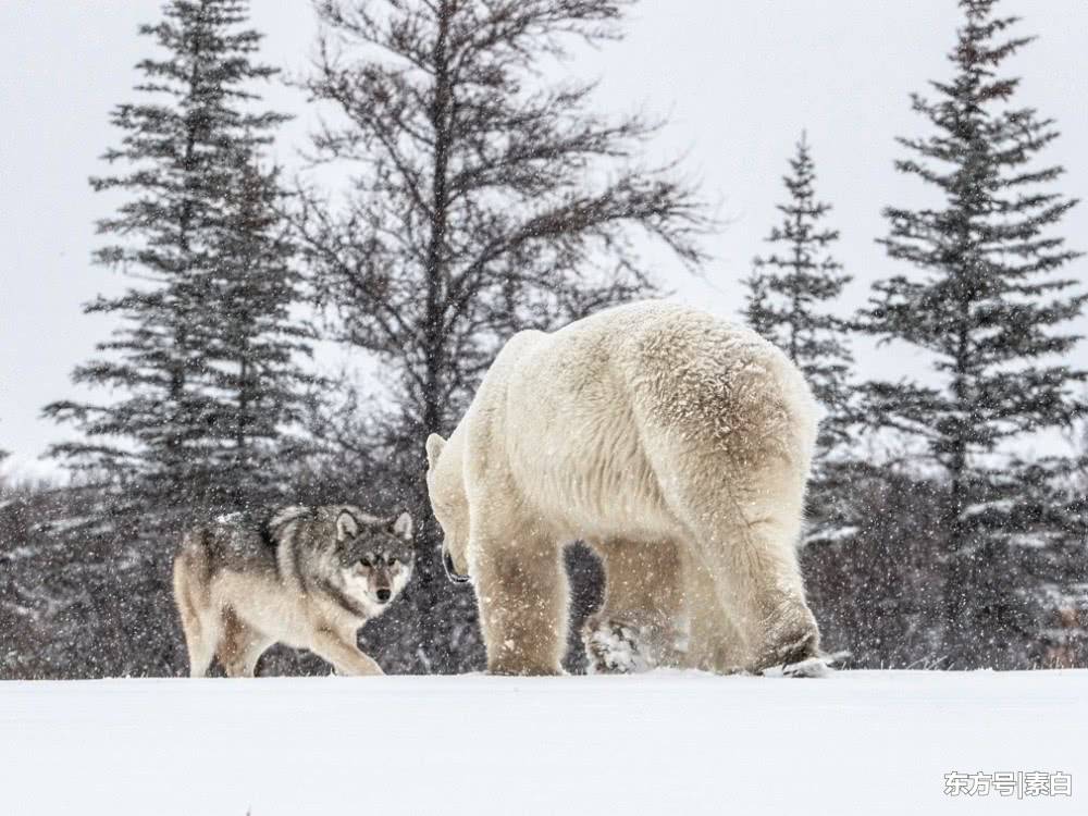 罕见一幕:加拿大狼与北极熊上演雪地追逐战