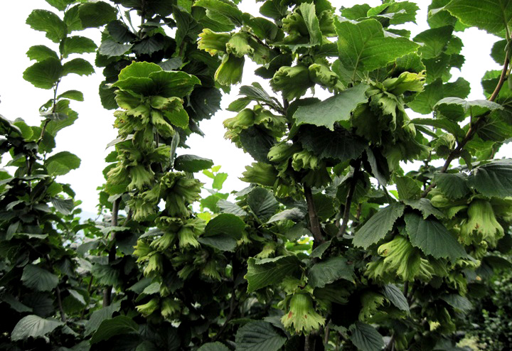 《说文解字》第86课:"桃之夭夭,其叶蓁蓁","蓁蓁"什么意思