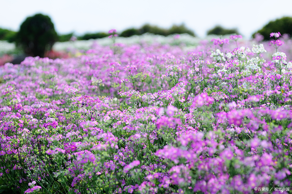朝鲜的国花——金达莱花的美丽与象征意义
