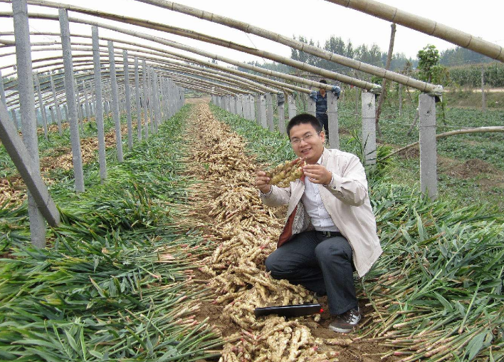 现在市场上生姜的价格也并不低,所以有很多农民想要种植生姜来赚钱