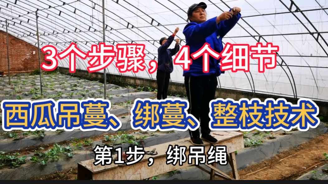 实拍西瓜吊蔓绑蔓整枝理蔓的3个步骤,简单实用好上手。要细节注意