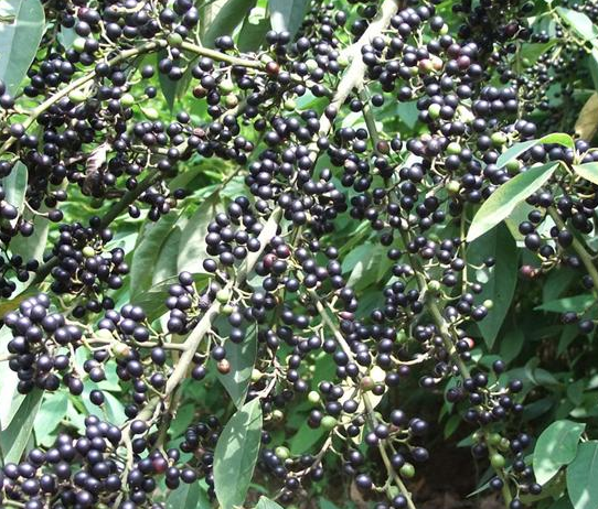 见过牛筋草,但你知道牛筋树吗?它浑身是宝,果实价值高