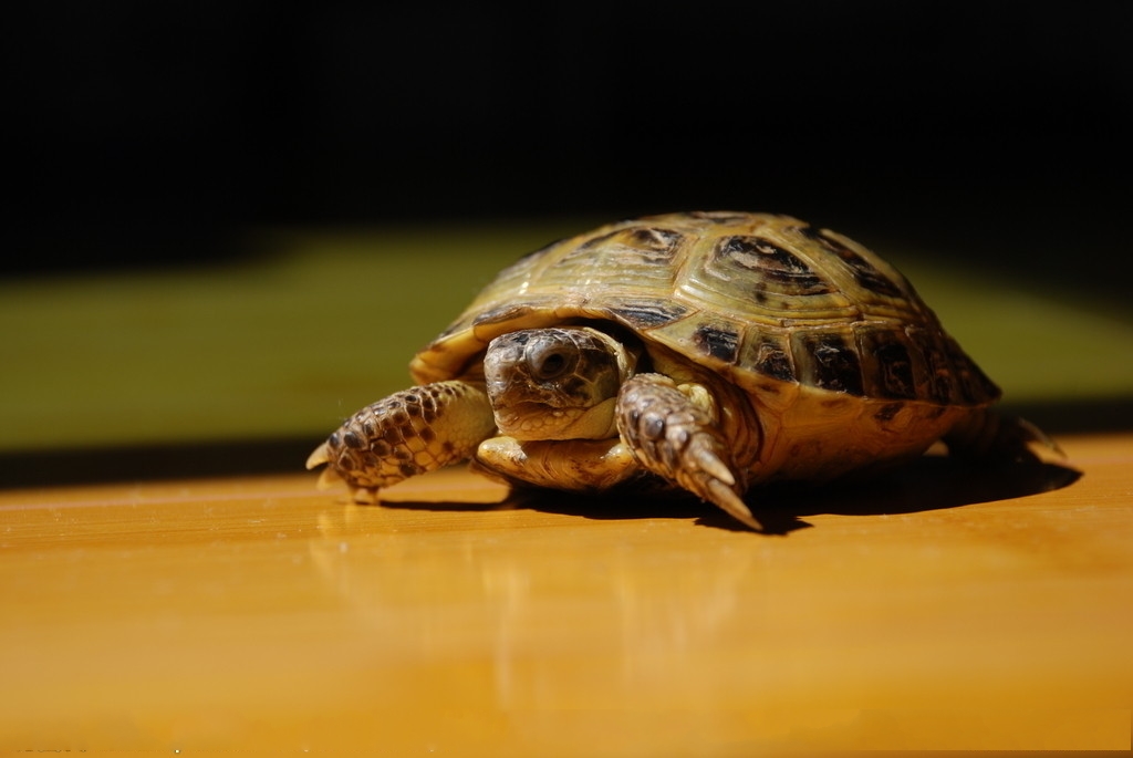 民间说法"万年龟"真的是这样的吗 野生和家养的区别