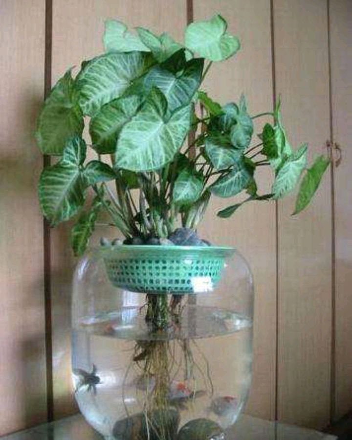 水培合果芋的方法
