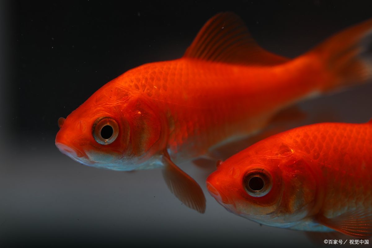 红鲫鱼的正确养法