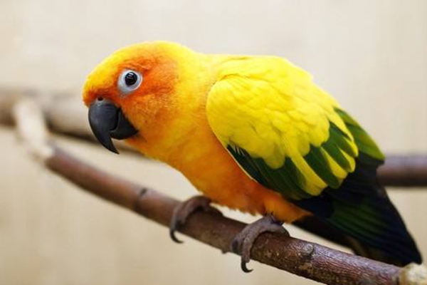鸟中"二哈"——鹦鹉的常见品种介绍