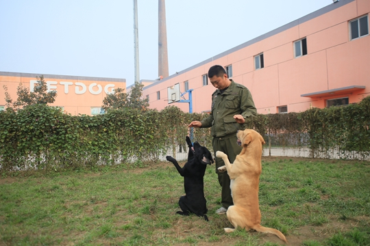 訓犬師的普遍薪資怎麼樣?