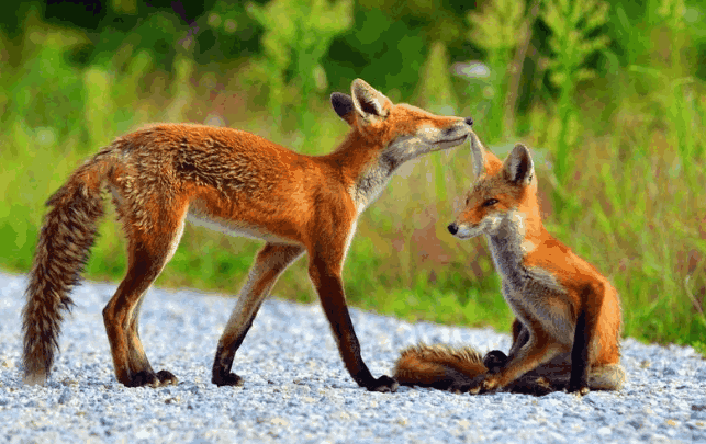 狗獾盯上狐狸一家,却被狐狸妈妈吓到,狐狸:以后见一次打一次