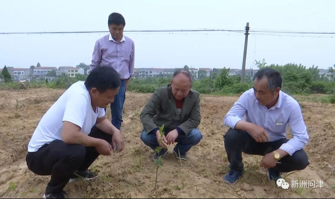 引导土地集中流转,新洲这个街千亩荒地种上摇钱树