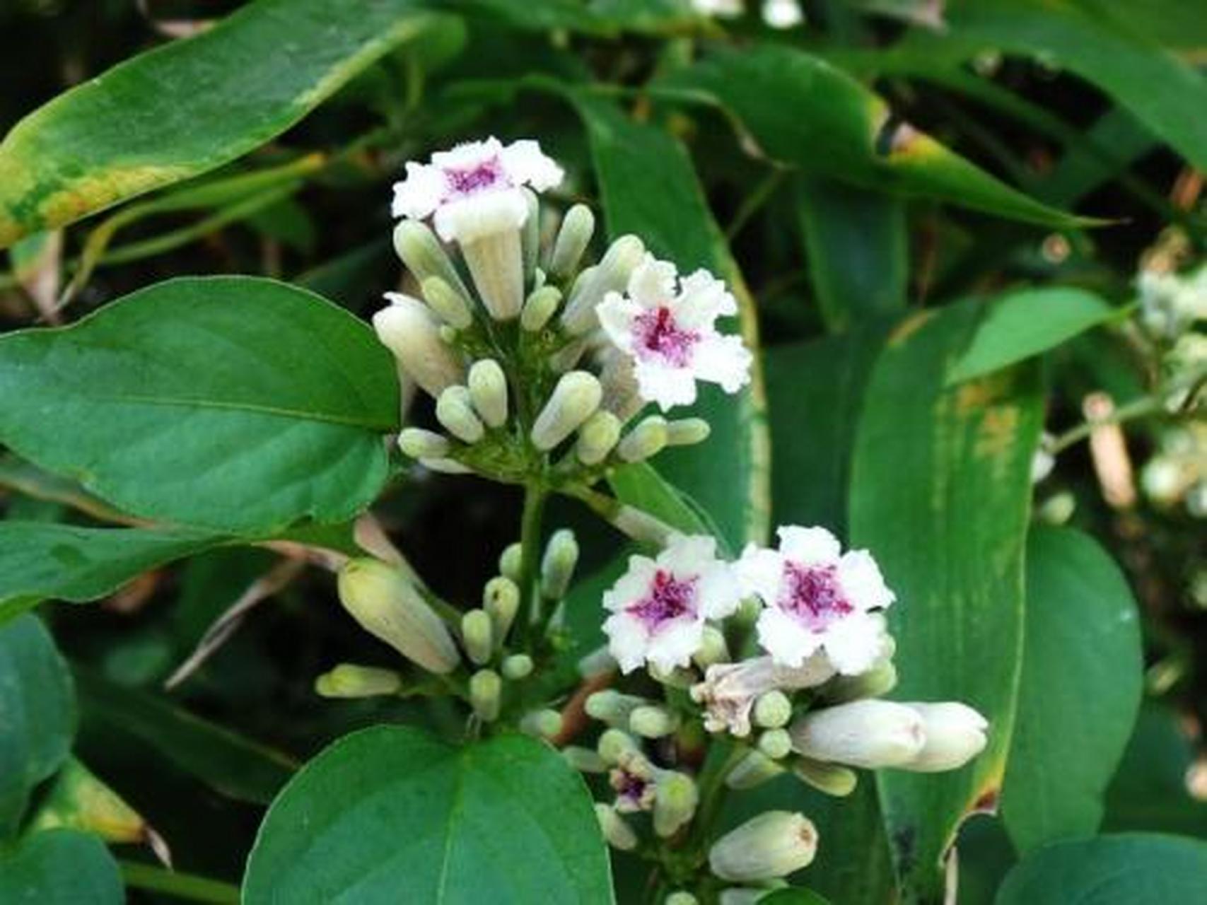 科普知识竞赛#鸡屎藤,中药名.