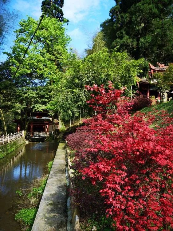 高地的春天藏著一山紅,錯過再等一年