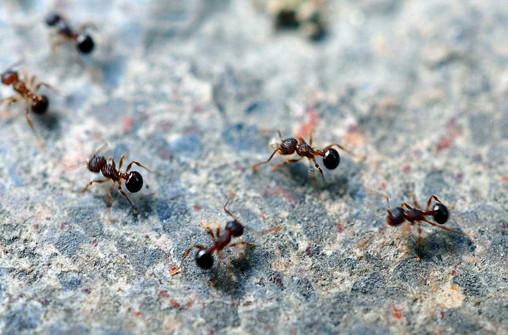 将军上厕所时发现一群蚂蚁,竟对属下说:赶紧撤退,违令者斩!