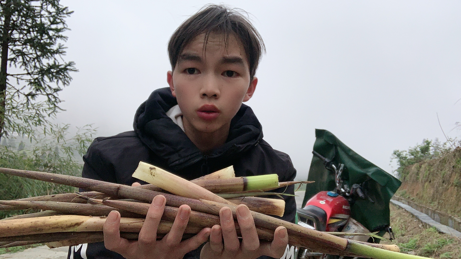 农村小伍:竹山的小竹笋长出来了,农村小伙拔点嫩竹笋回家做菜吃