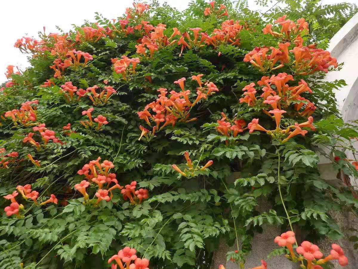 凌霄花种 - 热门商品专区