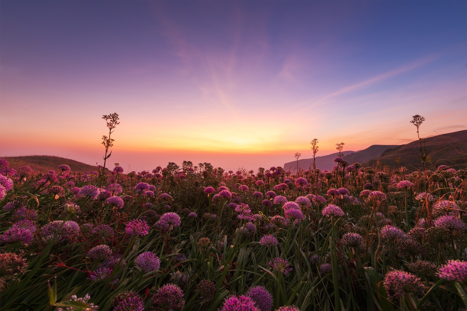 贵州赫章天上花海——韭菜坪