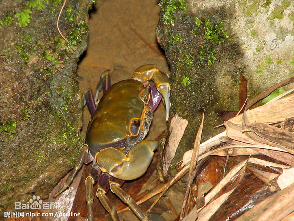 农村小溪里的野生山螃蟹有什么营养价值和功效?后悔知道得太晚!