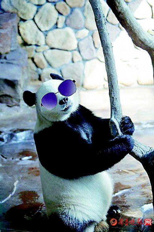 "戴"上墨镜,酷到吓自己一跳 熊猫"二喜"谢谢大家厚爱