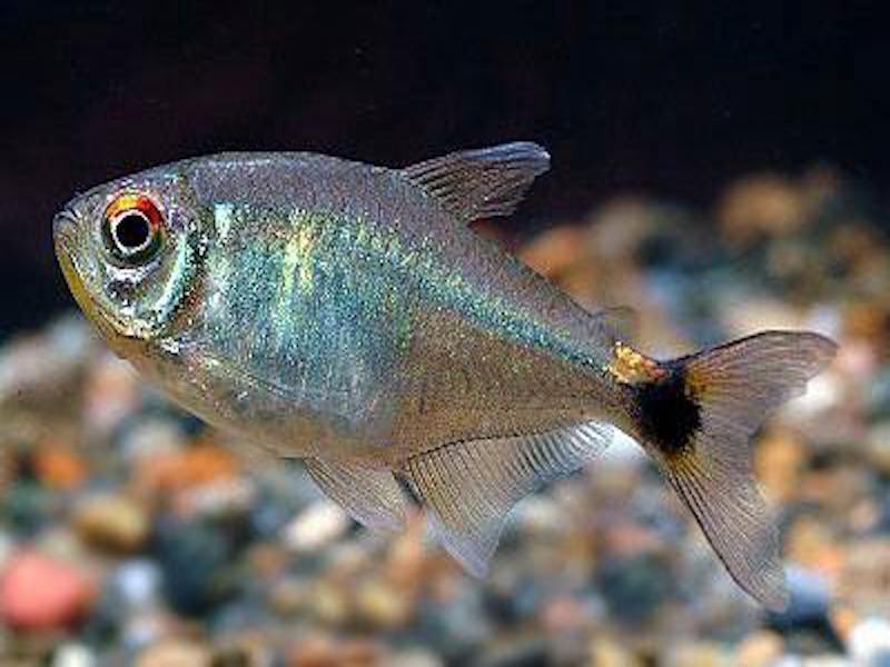 头尾灯 - 2020年最新商品信息聚合专区 - 百度爱采购