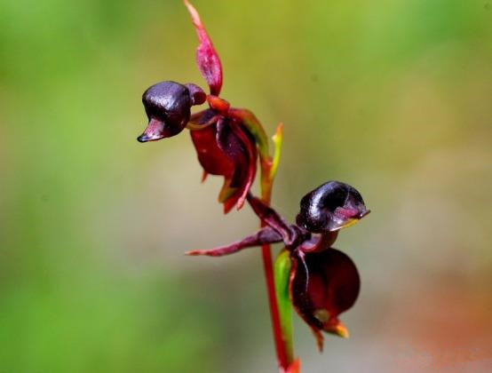 一种长得像"鸭子"的特殊兰花,花型独特,数量稀少,国内见不到