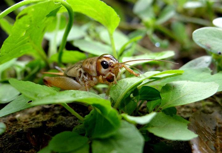 难忘童年逮蛐蛐