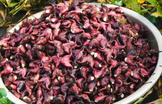 菱果实肥大,果壳坚硬,击之有声,肉质饱满,熟食肉质