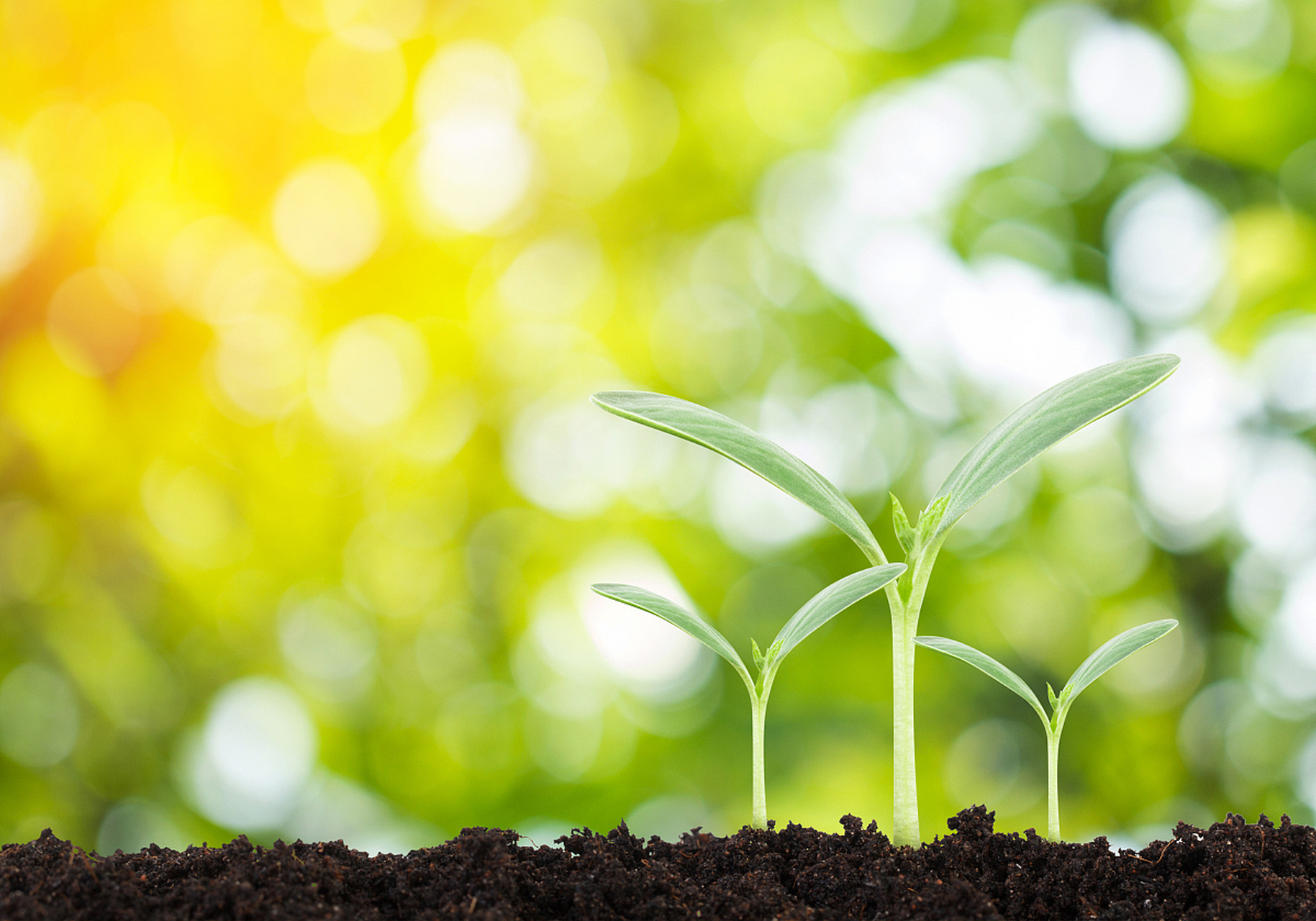 重视钾元素需求有助于植物健康成长.[原文:植物健康:认识植物缺钾