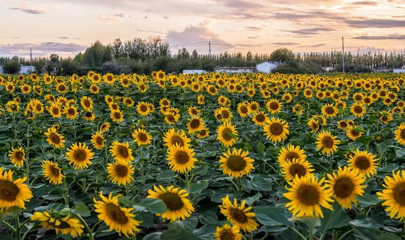 推荐 | 8月8日,巴彦淖尔市五原县邀你去看向日葵花海,走不走?