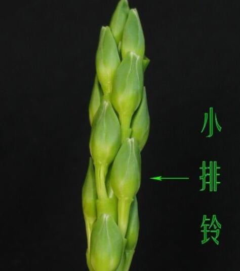 小排铃,蕙兰花梗抽长到一定高度时,上面生着的幼小花蕾呈竖直状紧贴
