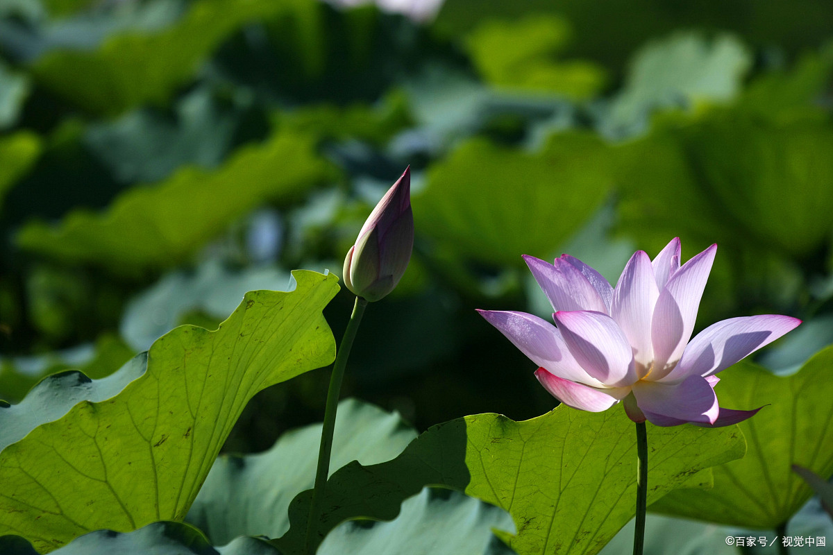 绿色荷花壁纸 养眼图片