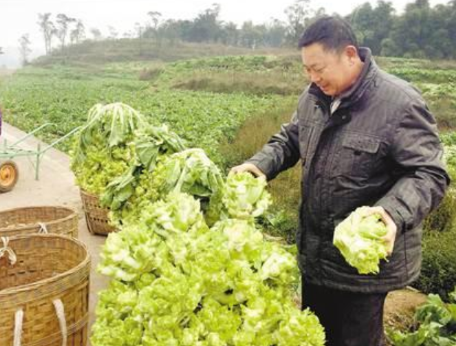 儿菜的种植技术,其实很简单,种植好了一个春天都有菜吃