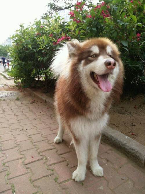 下面几种狗你觉得哪种狗狗最不应该被禁养,我觉得是第三种你呢?