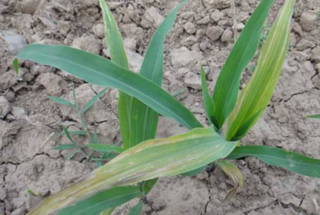 农村人常说"人黄有病,天黄有雨,苗黄缺肥",你认为有道理吗?