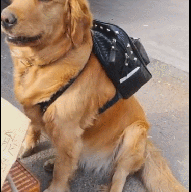 主人测试狗的忠心,竟引来众人围观,当得知原因后,顿时引发众怒