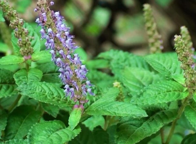 在农村有一种草叫凉粉草,拿来做冻粉,不仅好吃,还能清热解暑呢