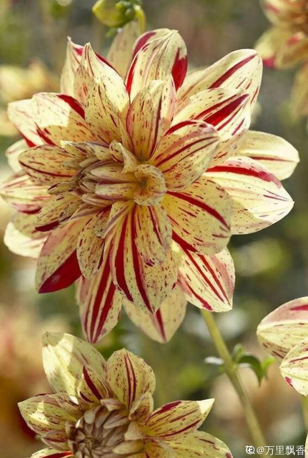 6种大型花,花苞直径20公分,摆家里太大气!