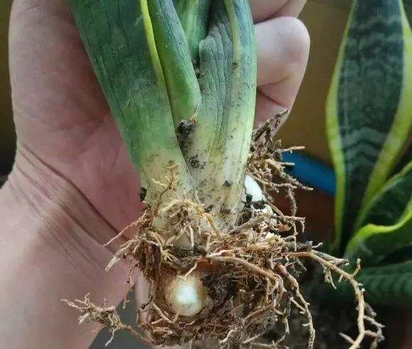 虎皮兰烂根不用怕,教你"3招"小技巧,长个又爆芽,叶片挺立!