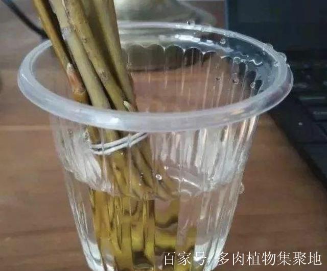 自制万能生根水(酵母和红糖制作生根剂方法)