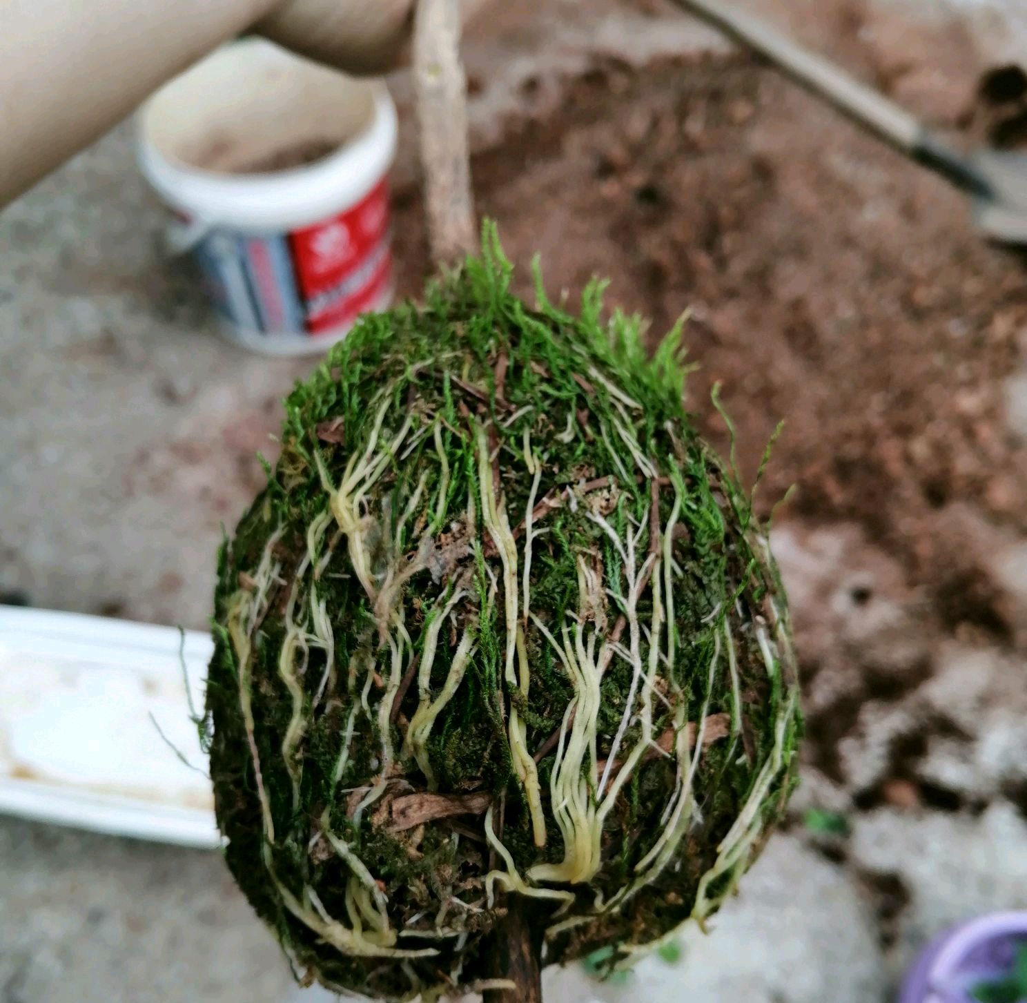茶花扦插总是失败?试一试使用水苔高压繁殖吧,根旺移栽存活率高
