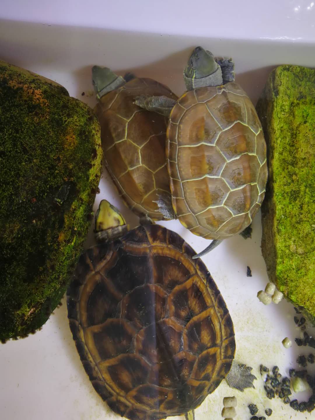 龟苗- 热门商品专区