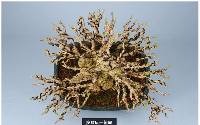 黄槿盆景整姿配盆!盆景养护技巧,浇水与翻盆换土小偏方!