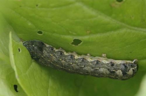 玉米地生虫子,名叫"地老虎",巧用3妙招,轻松灭害虫