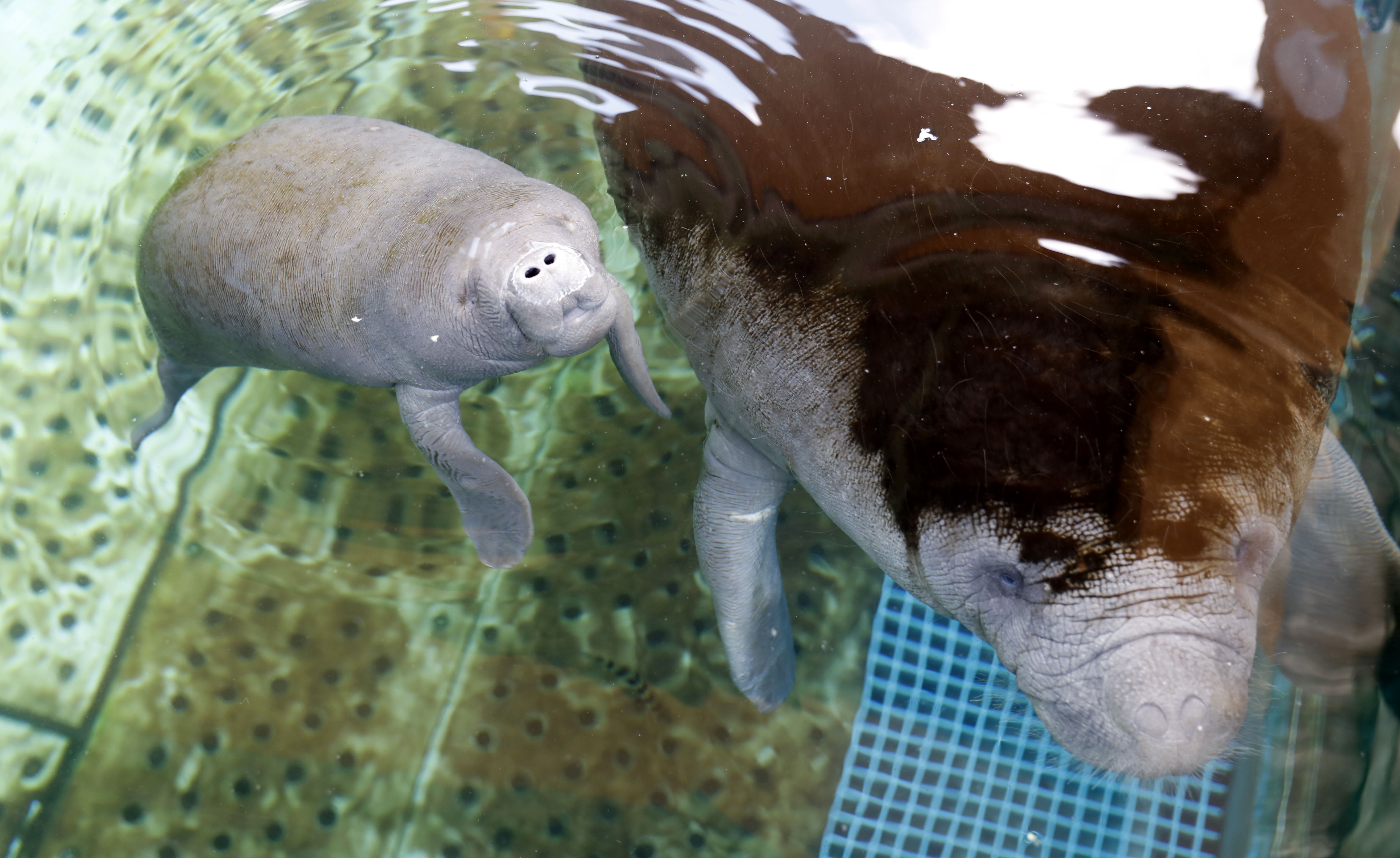 西非海牛在珠海成功产子(3)