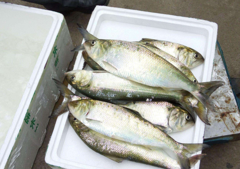 如何养殖鲥鱼?人工养殖鲥鱼的这几个要求,你知道几个?